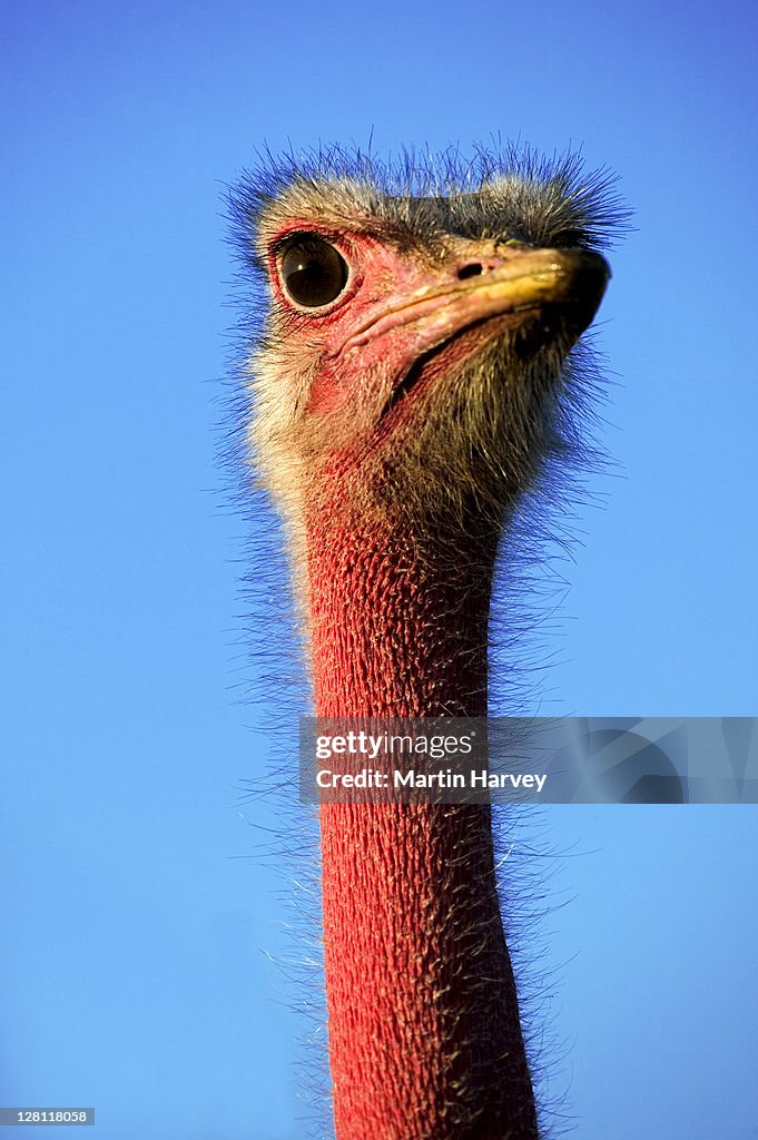 Portrait of male Ostrich, Struthio camelus. Souss-Massa National Park, Morocco. North African sub species