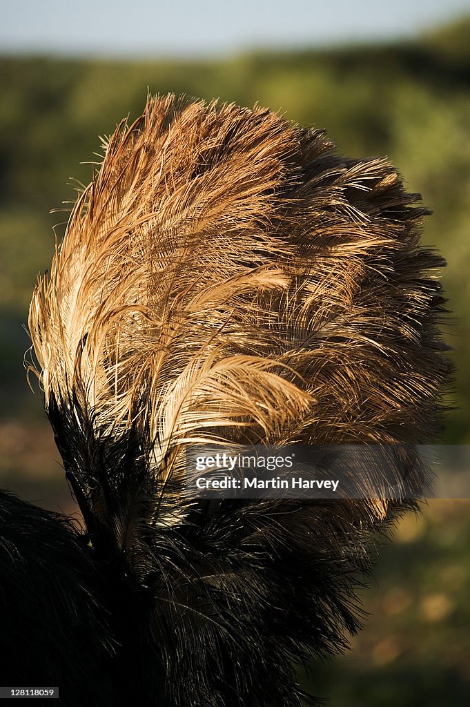 Ostrich, Struthio camelus, male in breeding colors. Souss-Massa National Park Morocco. North African sub species
