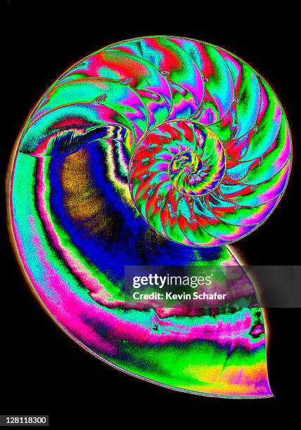 Abstract Nautilus Pattern 387 Nautilus Abstract Stock Photos, High-Res Pictures, and Images ...