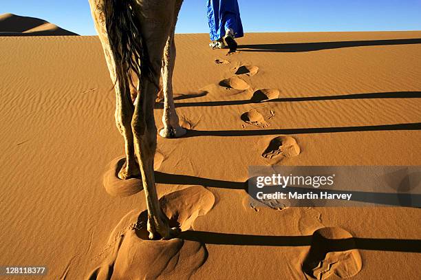 people tuareg man dressed in traditional blue robe with camel in the erg chebbi area. sahara desert. morocco - tuareg stock pictures, royalty-free photos & images