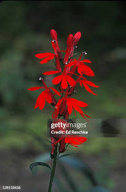 cardinal flower. lobelia cardinalis. deep red wildflower pollinated by hummingbirds. michigan. - cardinal bird stock pictures, royalty-free photos & images