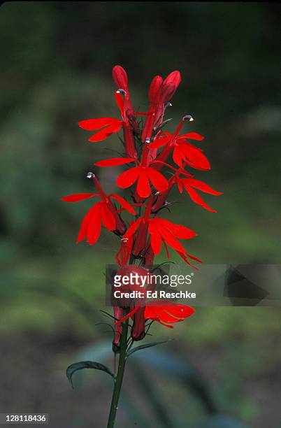 cardinal flower. lobelia cardinalis. deep red wildflower pollinated by hummingbirds. michigan. - fringillidae imagens e fotografias de stock