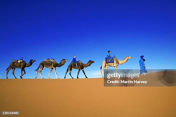 tuareg man and his children, dressed in traditional blue robe, with camels in the erg chebbi area. sahara desert. morocco - tuareg stockfoto's en -beelden