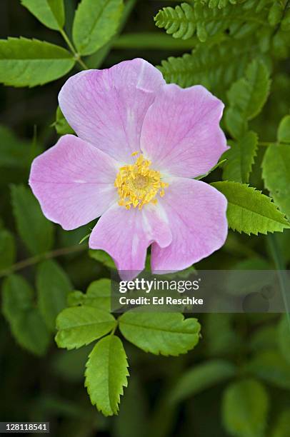 pasture rose, rosa carolina. rose family. low, prickly shrub. tall grass prairie, chiwaukee prairie, nature conservancy, wisconsin. - prairie stock pictures, royalty-free photos & images