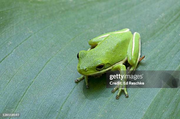 green treefrog, hyla cinerea, magnolia plantation & gardens, charleston, south carolina, usa. usually bright green, but the color is variable. many individuals have golden spots on their backs. - grenouille photos et images de collection