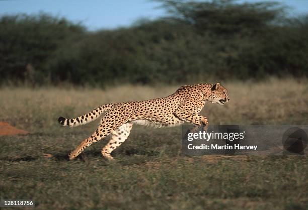 side view of a cheetah, - acinonyx jubatus, running. - can run up to speeds of up - to 120 km/hr. - cheetah stock pictures, royalty-free photos & images