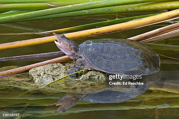 florida softshell turtle, tionyx ferox. the shell is soft and leathery devoid of scales or scutes. thoroughly aquatic. six mile cypress swamp, ft myers, florida. - florida softshell turtle stock pictures, royalty-free photos & images