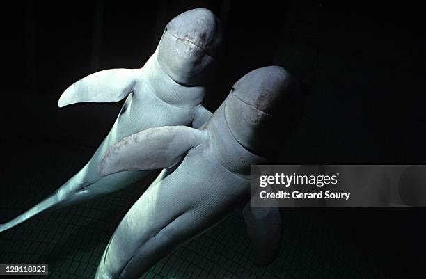 two irrawaddy dolphins swimming. orcaella brevirostris. delphinidae, jakarta/ancol, indonesia (*) - dolphin stockfoto's en -beelden