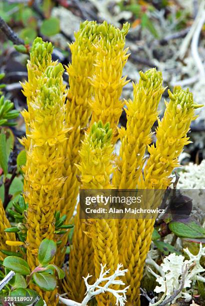 club moss (lycopodium sp.) - lycopodiaceae stock pictures, royalty-free photos & images