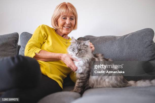 senior kaukasische frau kuscheln ihr tabby kätzchen auf der couch im wohnzimmer - old woman cat stock-fotos und bilder