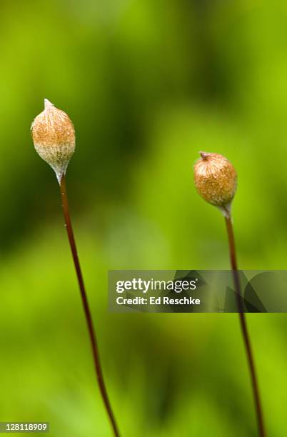 moss sporophyte showing the calyptra. hairy cap moss, polytrichum sp., north carolina, usa. the calyptra covers the spore capsule. primitive non-vascular plant (bryophyte). - archegonia stock pictures, royalty-free photos & images