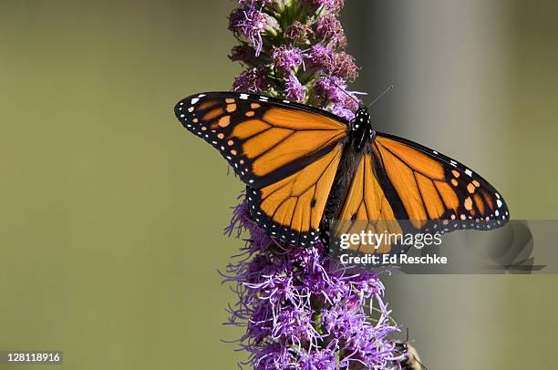 male monarch butterfly, danaus plexippus, on blazing star, liatris sp, michigan, usa. host plants are milkweeds. incredible long annual migration (some, 2500 miles). michigan - butterfly milkweed stock-fotos und bilder