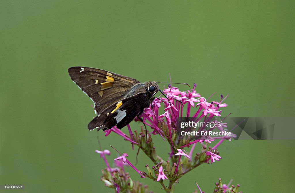 Silver-spotted Skipper, Epargyreus clarus, with long probosis nectaring on Keys of Heaven flower, Centranthus sp, Michigan, USA