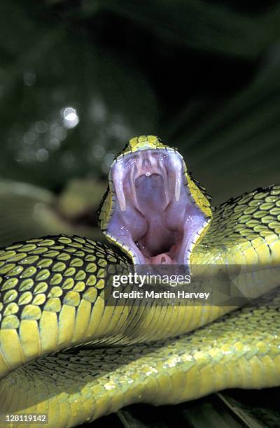 pa103-505e sedge viper, antheris nitchei, strikes with mouth open. central africa. - snake mouth open stock pictures, royalty-free photos & images