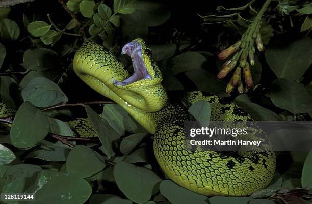 sedge viper. antheris nitchei. strikes with mouth open. central africa. - vipera foto e immagini stock