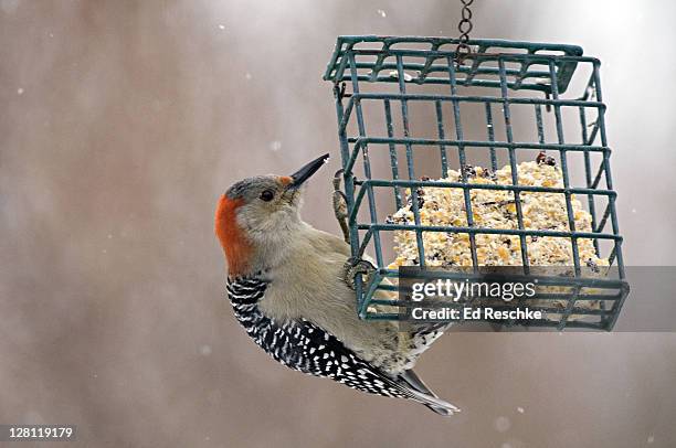 female red-bellied woodpecker, melanerpes carolinus, feeding on suet, michigan, usa. females have a red nape only (no red crown). common in open woodlands, suburbs, parks. - 4p4r4j stock pictures, royalty-free photos & images