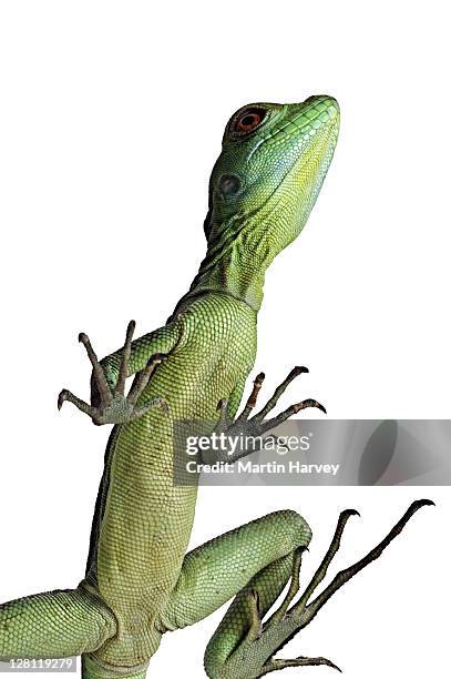 Long Dist Photos and Premium High Res Pictures - Getty Images