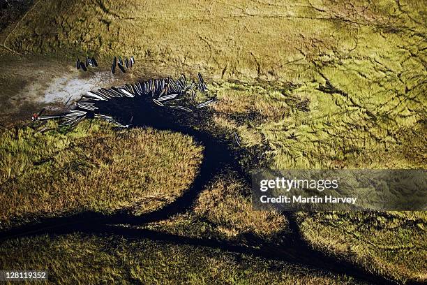 aerial view of mokoros in the okavango delta. hundreds of years ago, the bayei people came to the okavango delta bringing their traditional mode of transport, the mokoro, a dug-out canoe made from a large straight tree. ideally suited as transport in the d - okavango delta stock pictures, royalty-free photos & images