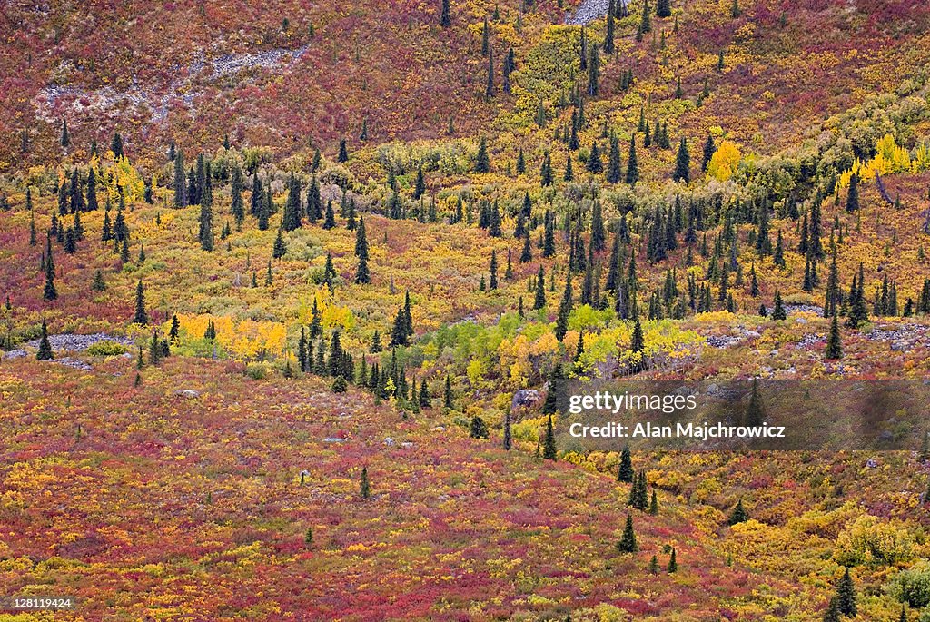 Tundra of the Grizzly Creek Valley displaying vibrant autumn colors, Tombstone Territorial Park, Yukon, Canada