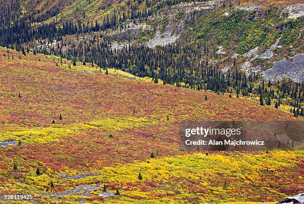 tundra of the grizzly creek valley displaying vibrant autumn colors, tombstone territorial park, yukon, canada - tundra bildbanksfoton och bilder