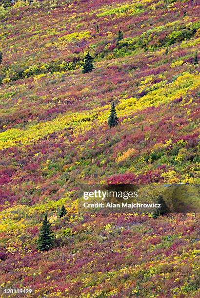 tundra of the grizzly creek valley displaying vibrant autumn colors, tombstone territorial park, yukon, canada - subarctic climate stock pictures, royalty-free photos & images