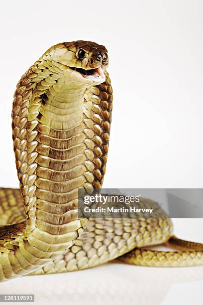 snouted cobra (naja annulifera) nocturnal species that is aggressive when confronted. rearing up to show hooded threat display to warn off threats. dist southern africa. studio shot against white background. - cobra snake stock pictures, royalty-free photos & images