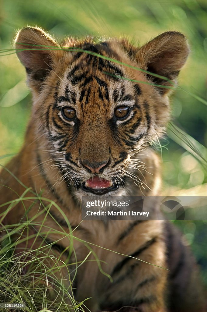 Two-month-old Tiger cub, Panthera tigris, photographed in South Africa. Dist. Asia but extinct in much of its range.