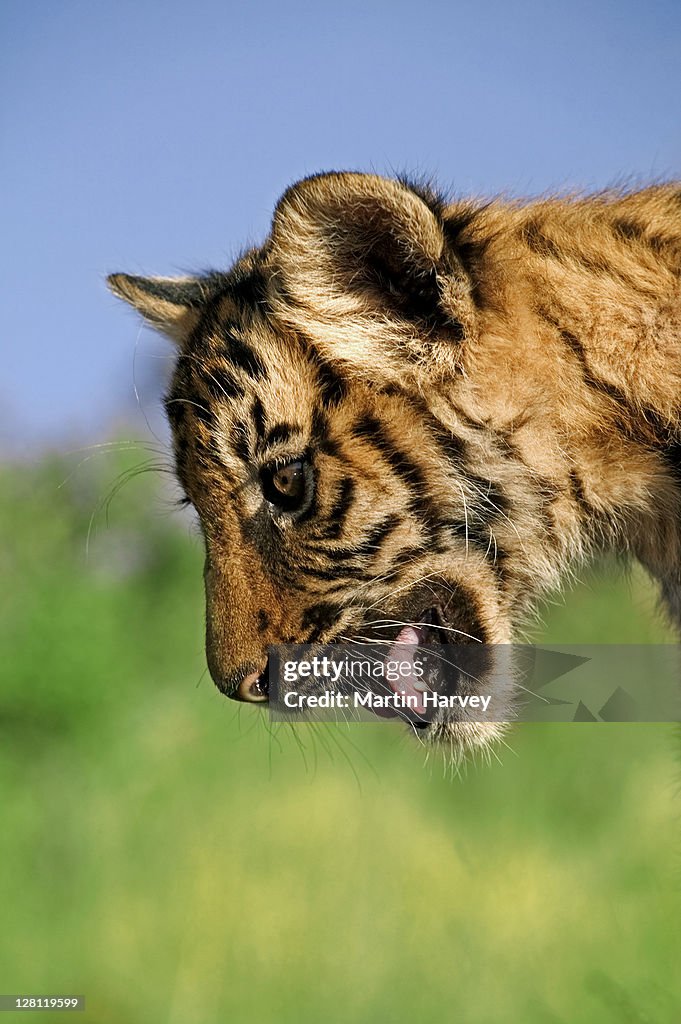 Two-month-old Tiger cub, Panthera tigris, photographed in South Africa. Dist. Asia but extinct in much of its range.