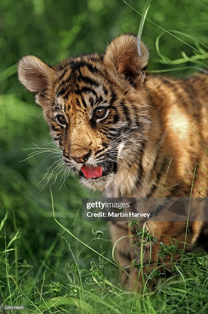 Two-month-old Tiger cub, Panthera tigris, photographed in South Africa. Dist. Asia but extinct in much of its range.