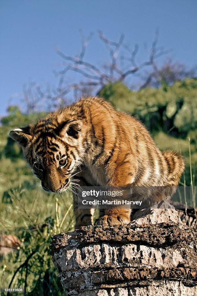 Two month old Tiger cub, Panthera tigris. Photographed in South Africa. Dist. Asia but extinct in much of its range