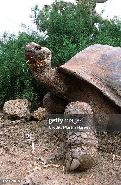 galapagos giant tortoise, geochelone elephantopus. can weigh up to 250kg. charles darwin research station. galapagos islands, equador - santa cruz island galapagos islands stockfoto's en -beelden