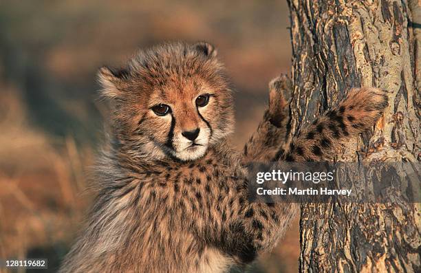 three month old cheetah - cub, acinonyx jubatus. - sharpening claws on tree - big cat stock pictures, royalty-free photos & images