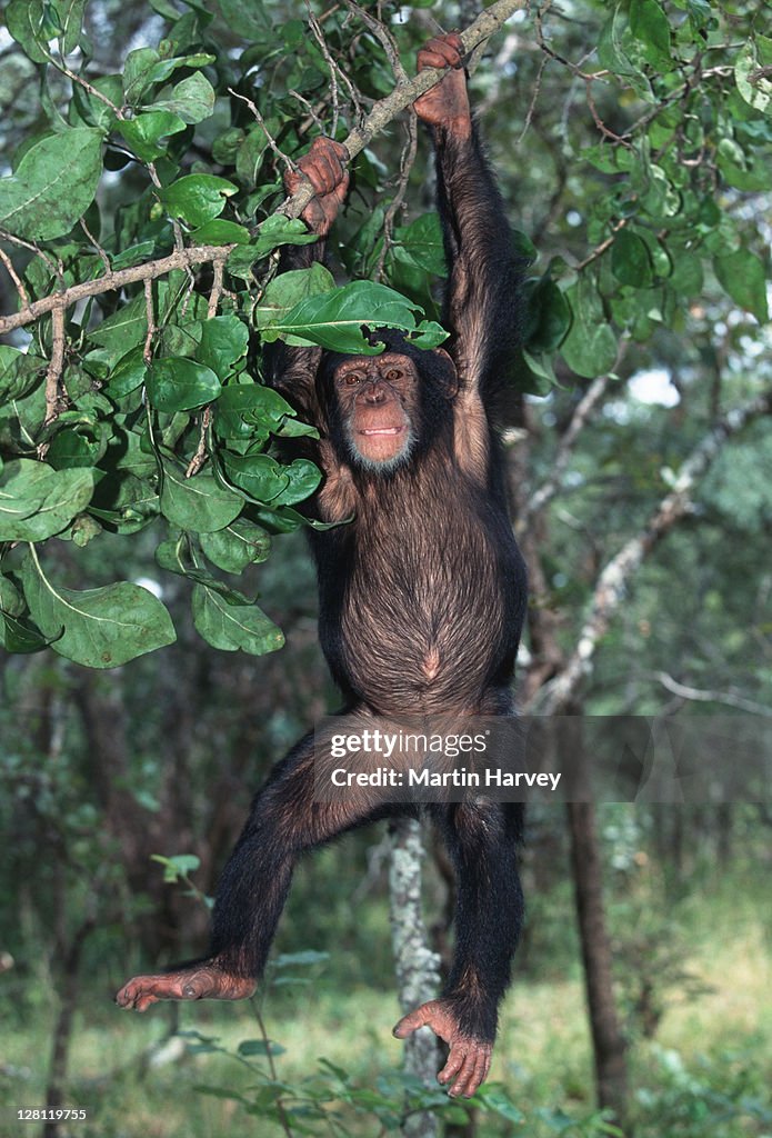 CHIMPANZEE,PAN TROGLODYTES, HANGING FROM TREE BRANCH. CHIMFUNSHI CHIMP ORPHANAGE. ZAMBIA