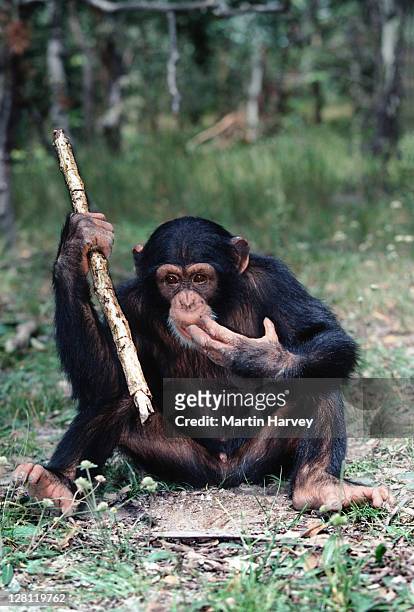 young chimpanzee using stick as a tool to feed on termites. pan troglodytes. chimfunshi chimp orphanage. zambia - chimpanzees stock pictures, royalty-free photos & images