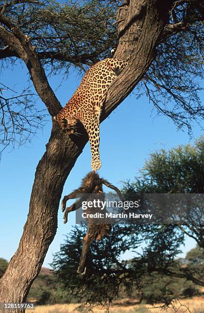leopard in tree trying to catch baboon kill that just fell. panthera pardus. namibia. - baboon stock pictures, royalty-free photos & images