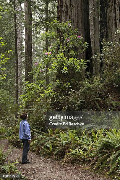 coastal redwoods, sequoia sempervirens, rosebay rhododendron, rhododendron macrophyllum, and western sword ferns, polystichum munitum, lady bird johnson grove, redwood national park, california, usa - polystichum munitum stock pictures, royalty-free photos & images