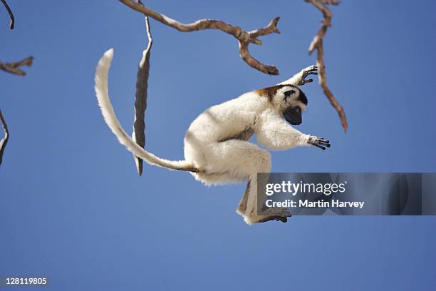verreauxs sifaka, propithecus verreauxi verreauxi, leaping from tree. long tail is used for balance when leaping from tree to tree. endangered. western madagascar - 靈長類動物 個照片及圖片檔