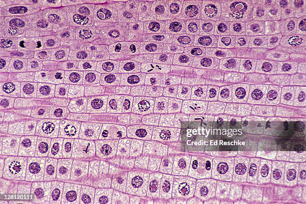 mitosis; onion (allium) root tip. all phases, interphase, prophase, metaphase, anaphase, telophase 100x at 35mm (ic) - mitosis bildbanksfoton och bilder