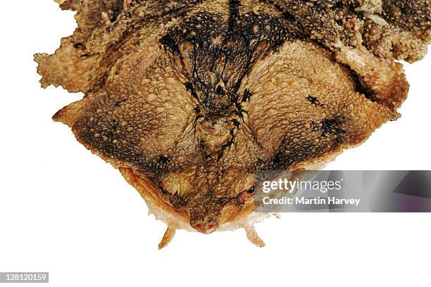 matamata. (chelus fimbriatus). freshwater turtle from south america. in studio. - matamata turtles stock pictures, royalty-free photos & images