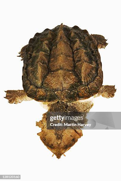 matamata. (chelus fimbriatus). freshwater turtle from south america. in studio. - chelus stock pictures, royalty-free photos & images
