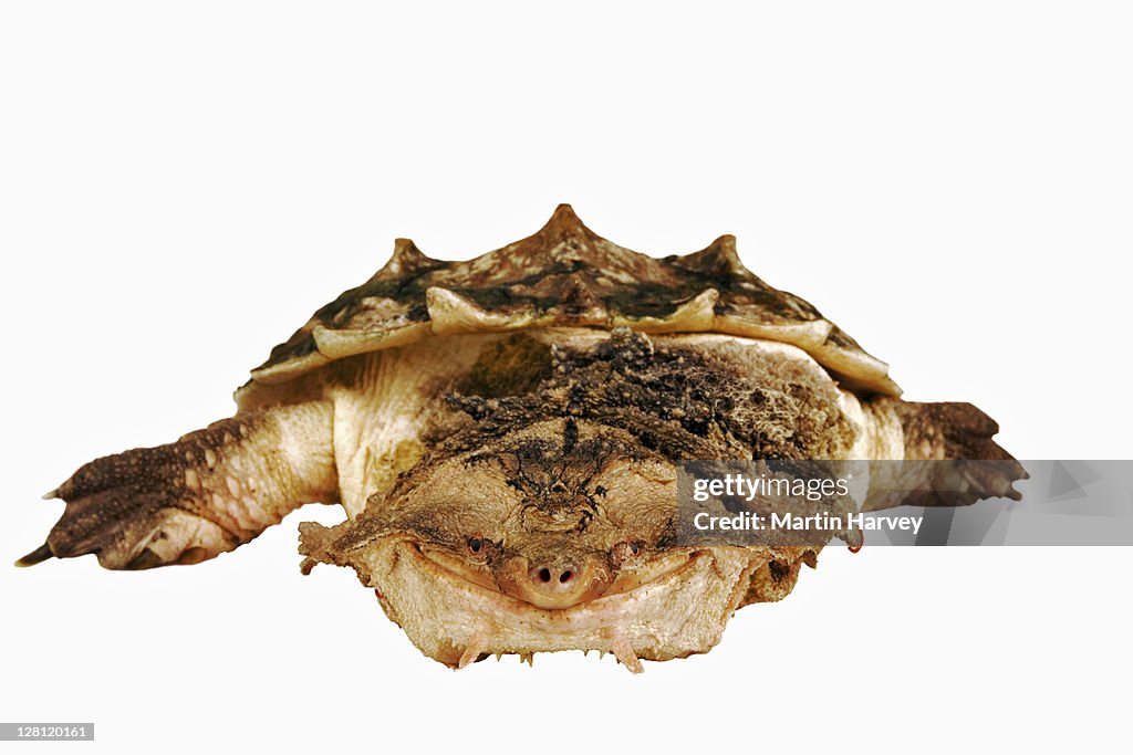 Matamata. (Chelus fimbriatus). Freshwater Turtle from South America. In studio.
