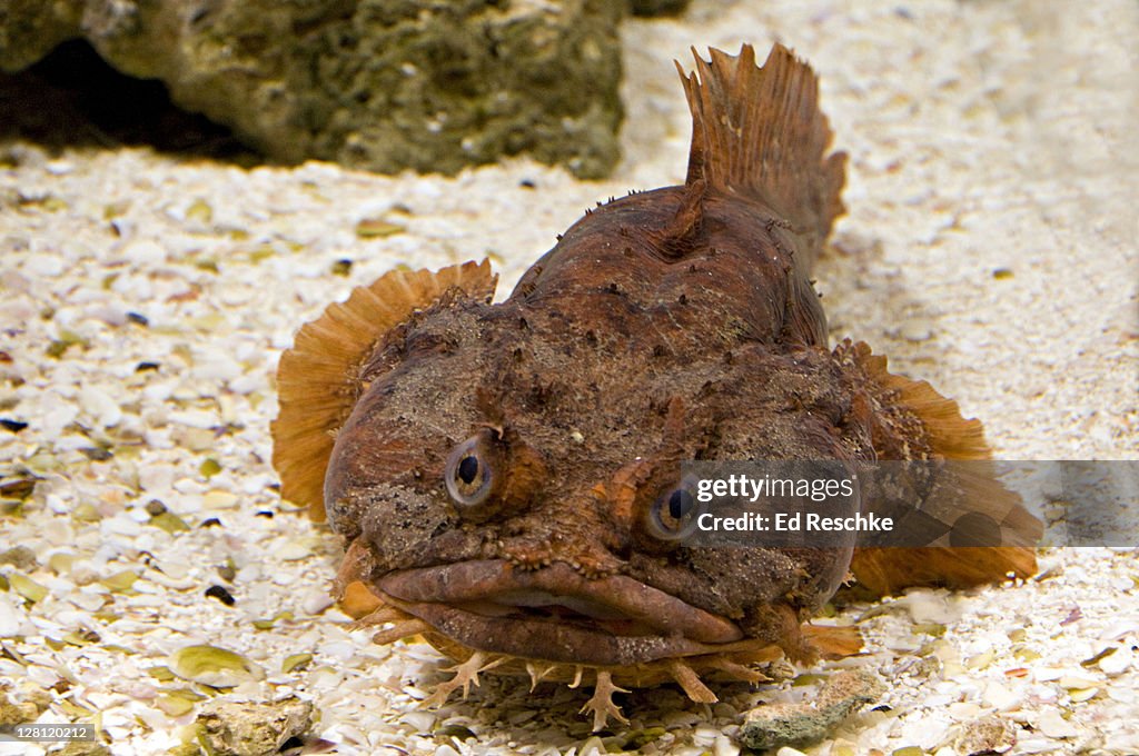 Orang Toadfish, Opsanus sp., Mote Aquarium, Sarasota, Florida, USA. A bottom-dwelling predator. Western Atlantic.