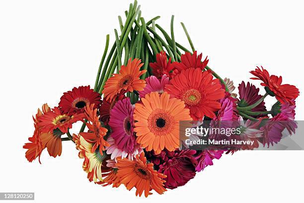 barberton daisies, gerbera jamesonii. indigenous to south africa, the barberton daisy can be found in many varieties. studio shot against white background. - floweringstudio stock pictures, royalty-free photos & images