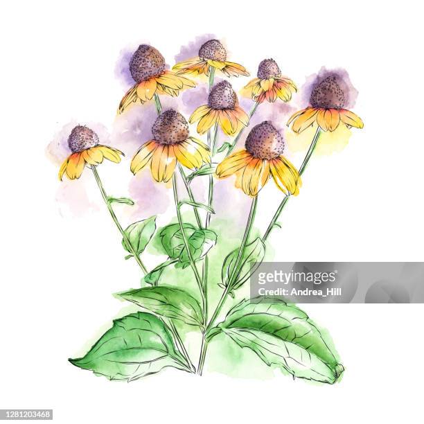 rudbeckia, black eyed susan or coneflowers watercolor and ink floral drawing. vector eps10 illustration - black eyed susan vine stock illustrations