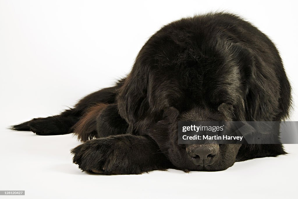 Newfoundland. Large, usually black, breed of dog. Originated in Newfoundland as a working dog. Well known for their natural water rescue tendencies, gentle and loyal nature.