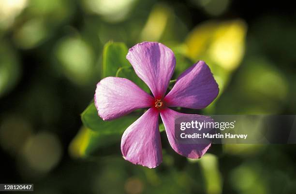 p138-504e rosy periwinkle vinca rosea valued for medicinal uses such as cancer - periwinkle stock pictures, royalty-free photos & images