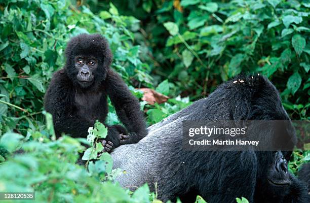 mountain gorillas, gorilla gorilla beringei. juvenile resting on silverback. endangered distribution: rwanda, uganda, drc p. n. des volcans, rwanda localised: rwanda, western uganda, eastern drc - silverback gorilla baby - fotografias e filmes do acervo