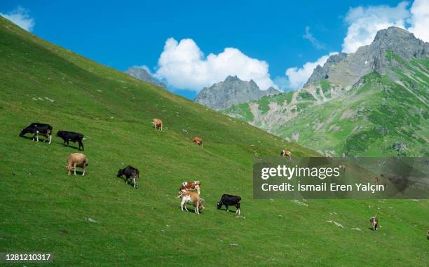 cows roam the mountain - cowslip stock pictures, royalty-free photos & images