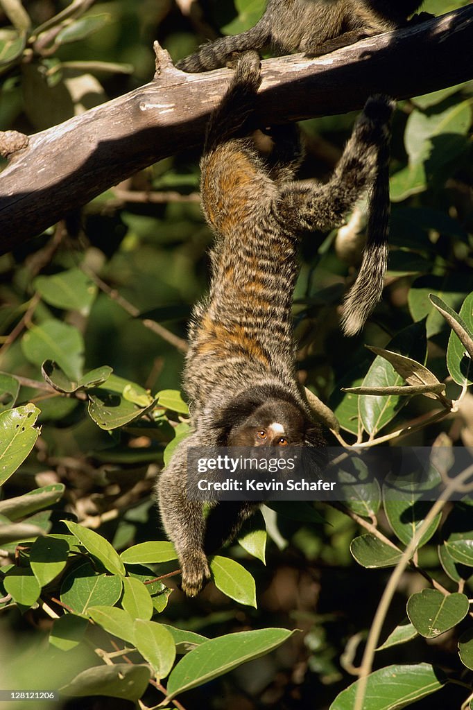 Black tufted-eared marmoset (Callithrix penicillata) in tree; Serra do Cipo Nat''''l Park, Minas Gerais, Brazil