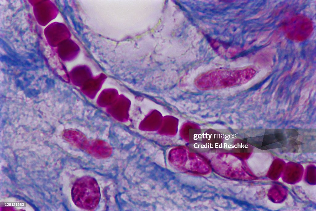 CAPILLARY AND RED BLOOD CELLS IN SINGLE FILE, HUMAN KIDNEY. MALLORY STAIN.500X